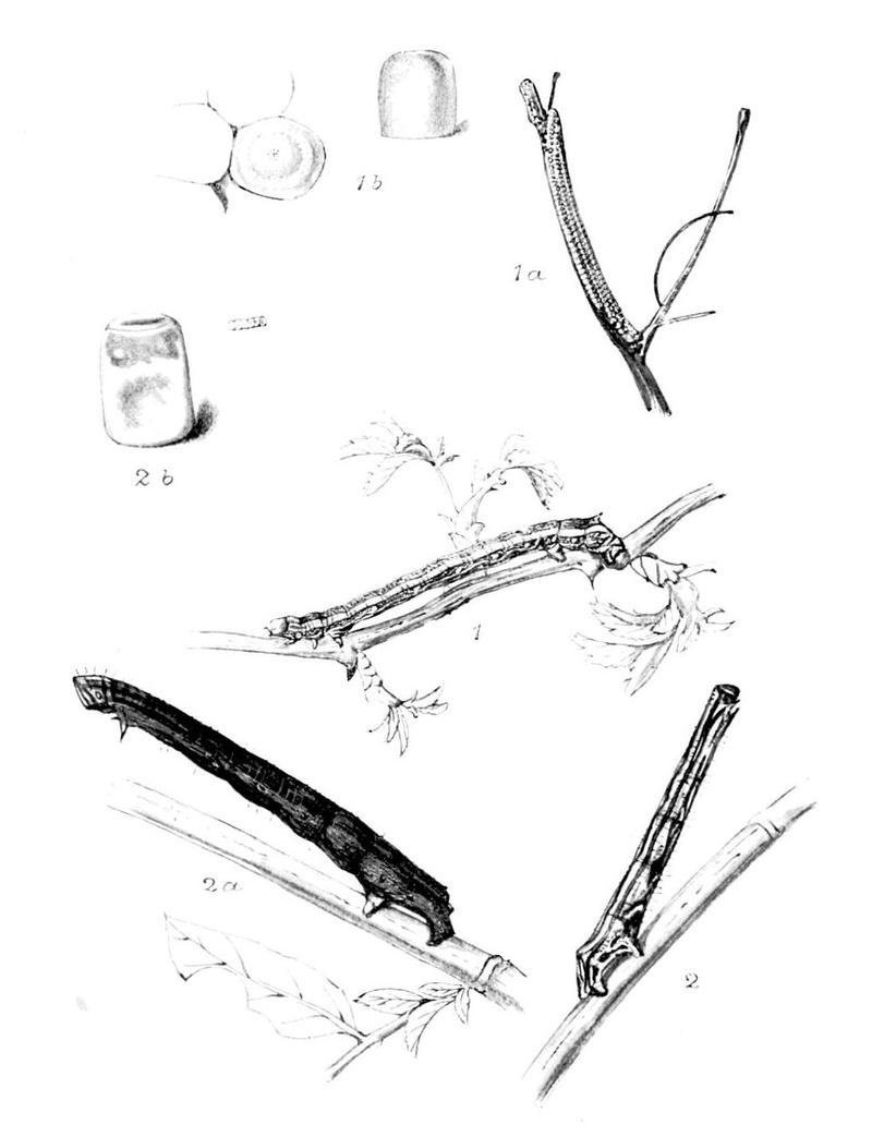 Moths of the British Isles Series2 Plate116