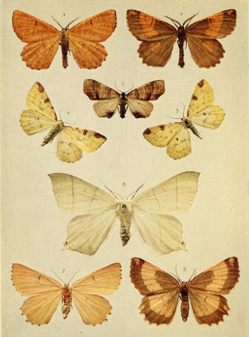 Moths of the British Isles Series2 Plate117