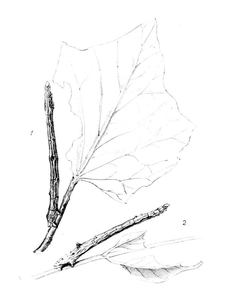 Moths of the British Isles Series2 Plate118