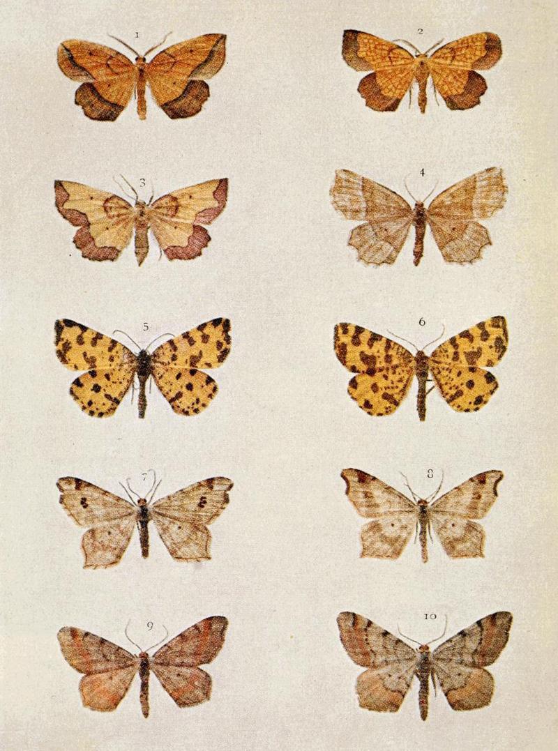 Moths of the British Isles Series2 Plate119
