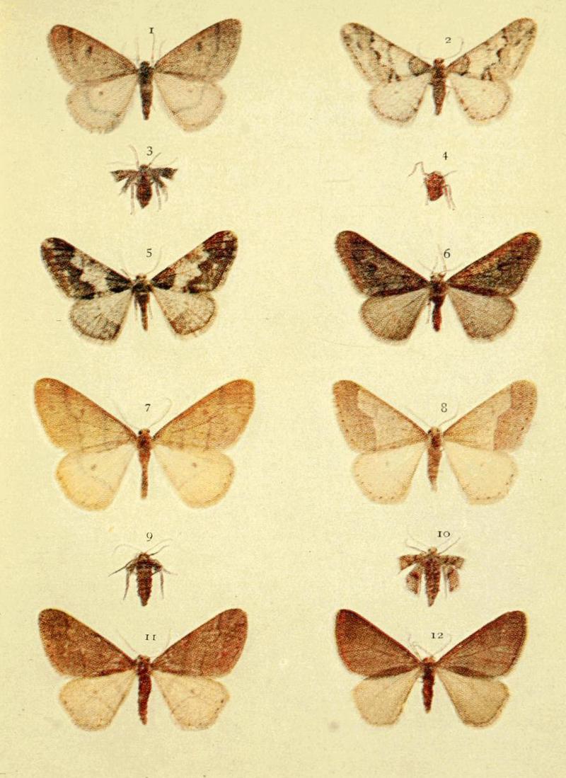 Moths of the British Isles Series2 Plate120