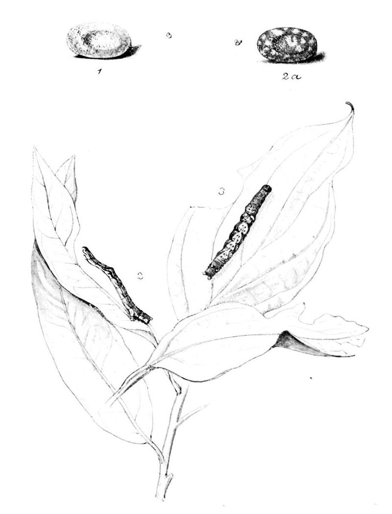 Moths of the British Isles Series2 Plate121