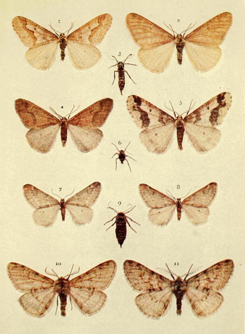 Moths of the British Isles Series2 Plate122