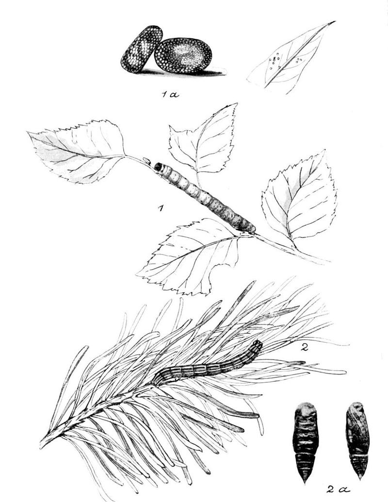 Moths of the British Isles Series2 Plate123
