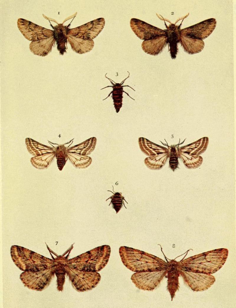 Moths of the British Isles Series2 Plate124