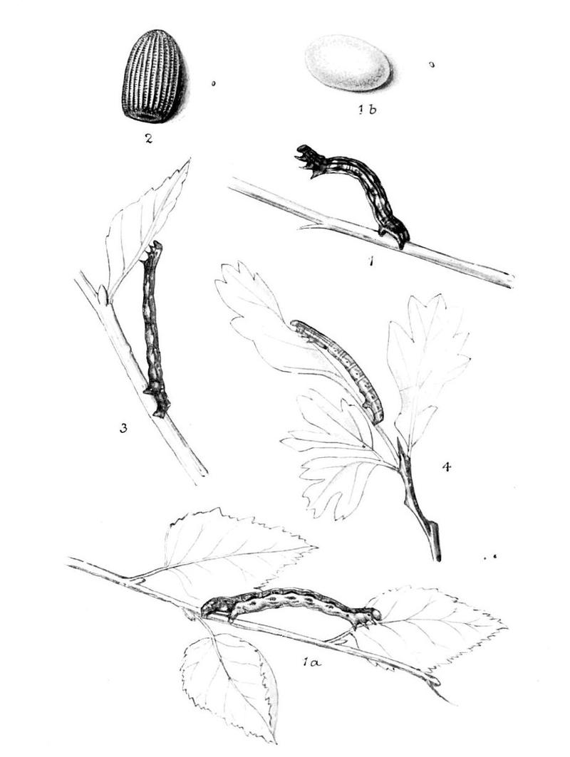 Moths of the British Isles Series2 Plate125