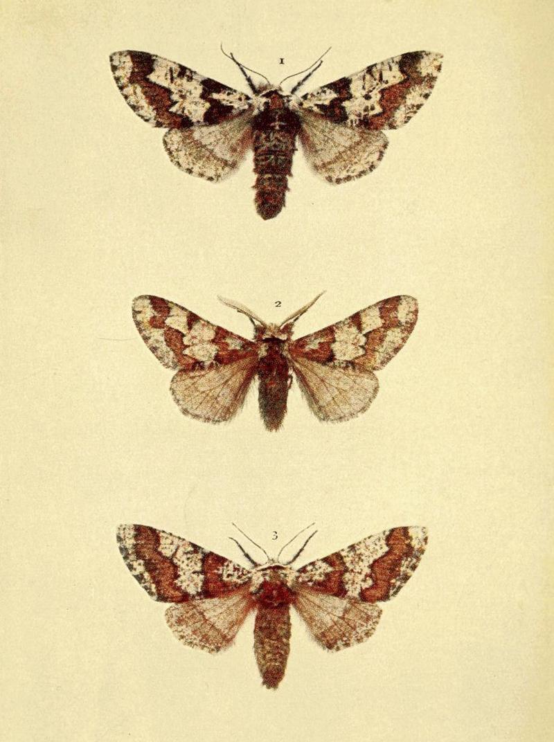 Moths of the British Isles Series2 Plate127