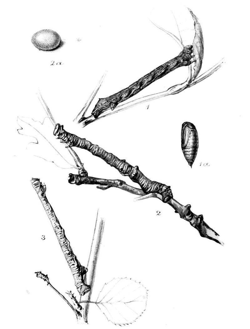 Moths of the British Isles Series2 Plate128