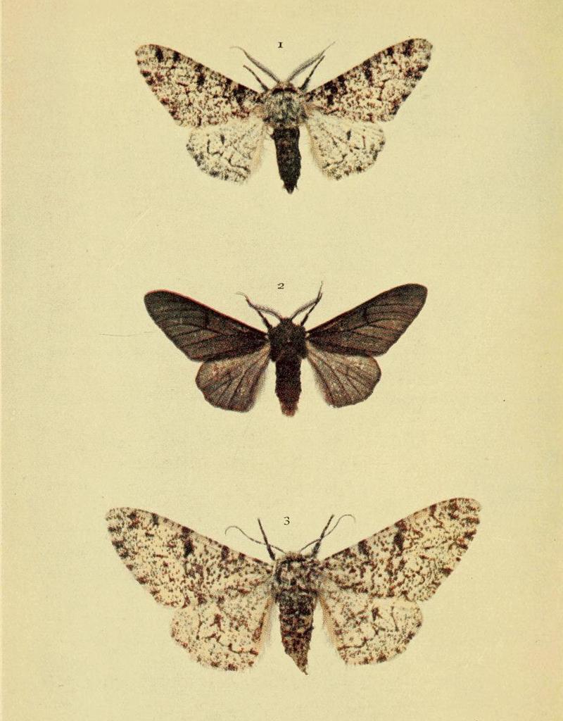 Moths of the British Isles Series2 Plate129