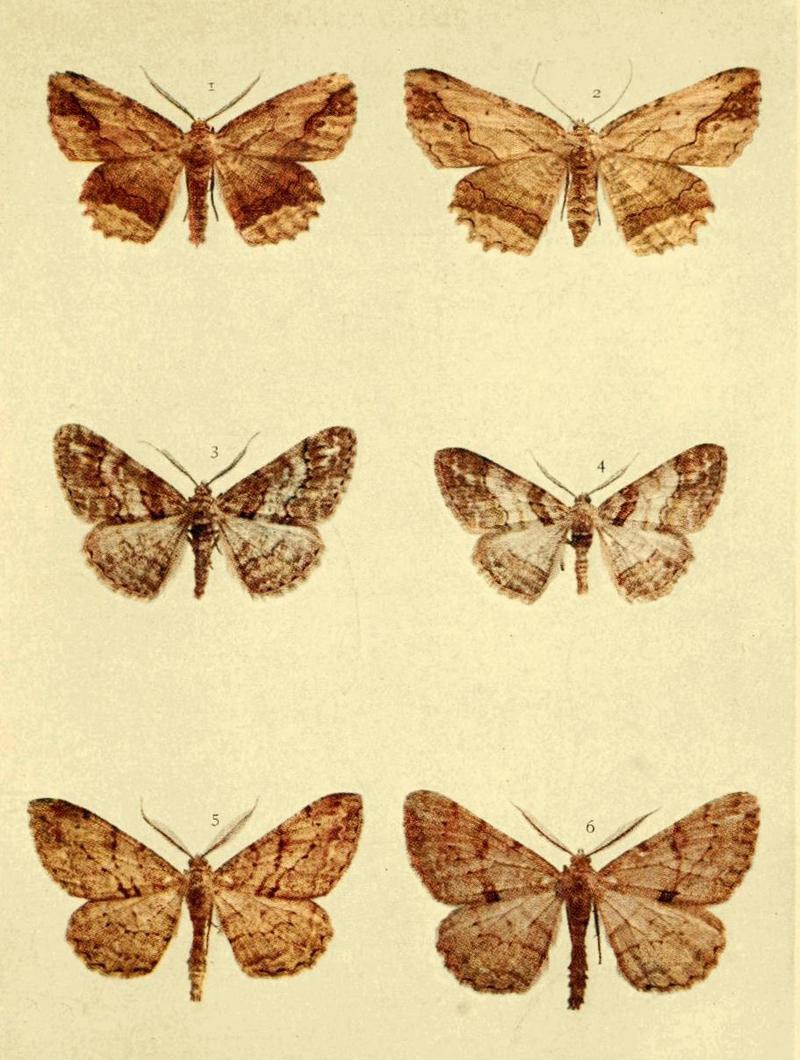Moths of the British Isles Series2 Plate130