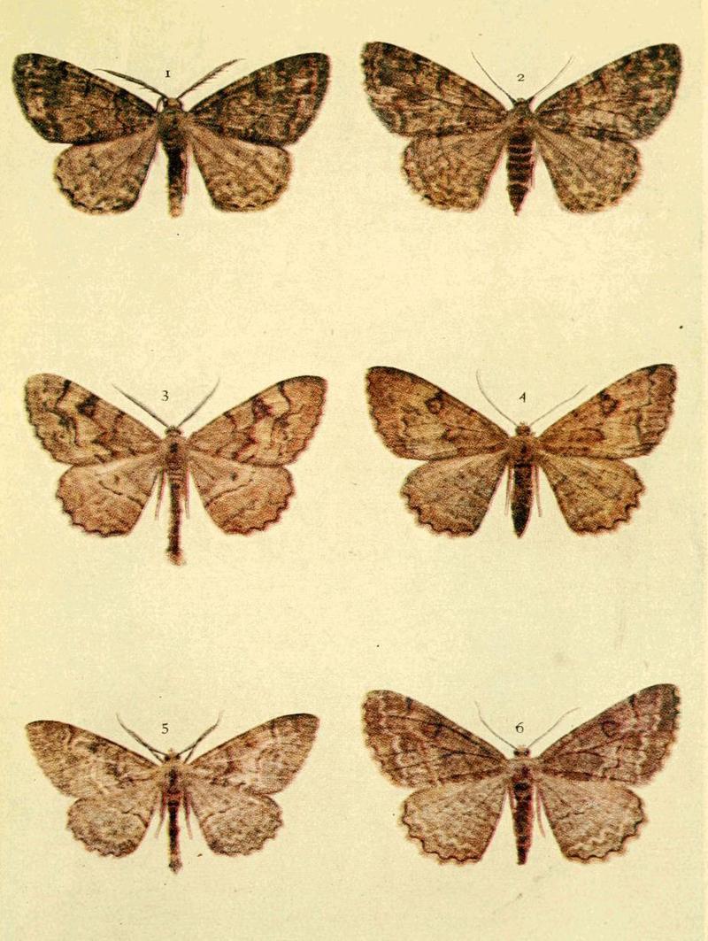Moths of the British Isles Series2 Plate132