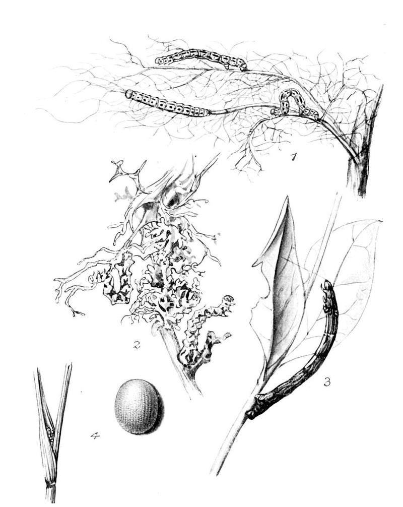 Moths of the British Isles Series2 Plate133