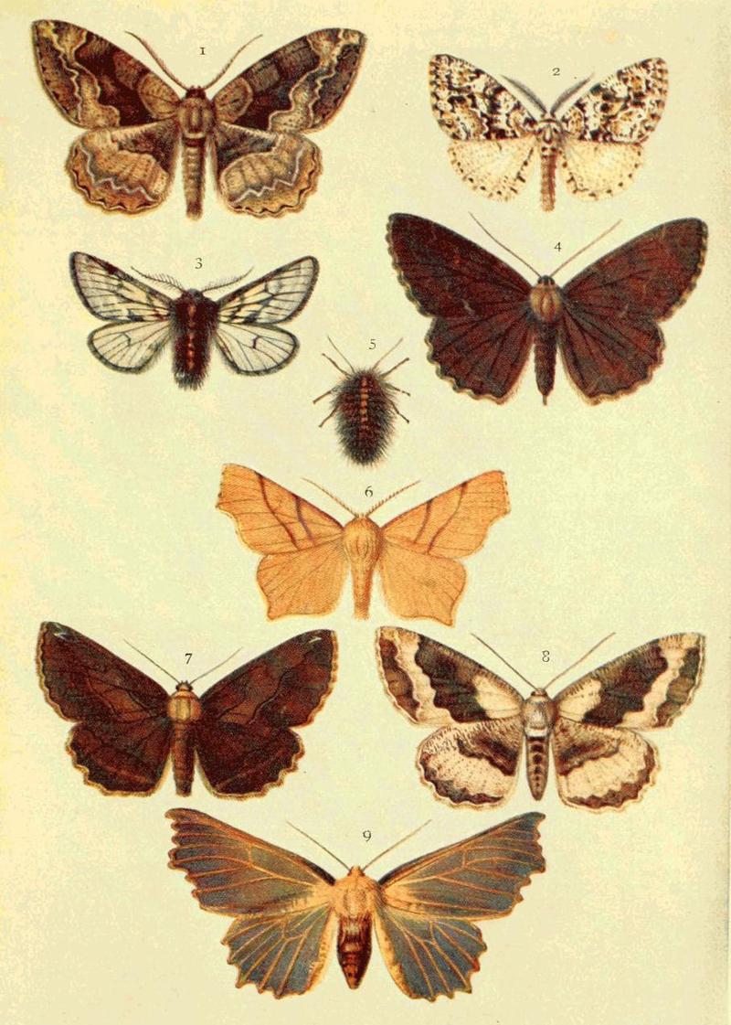 Moths of the British Isles Series2 Plate134