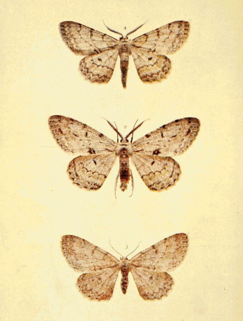 Moths of the British Isles Series2 Plate135