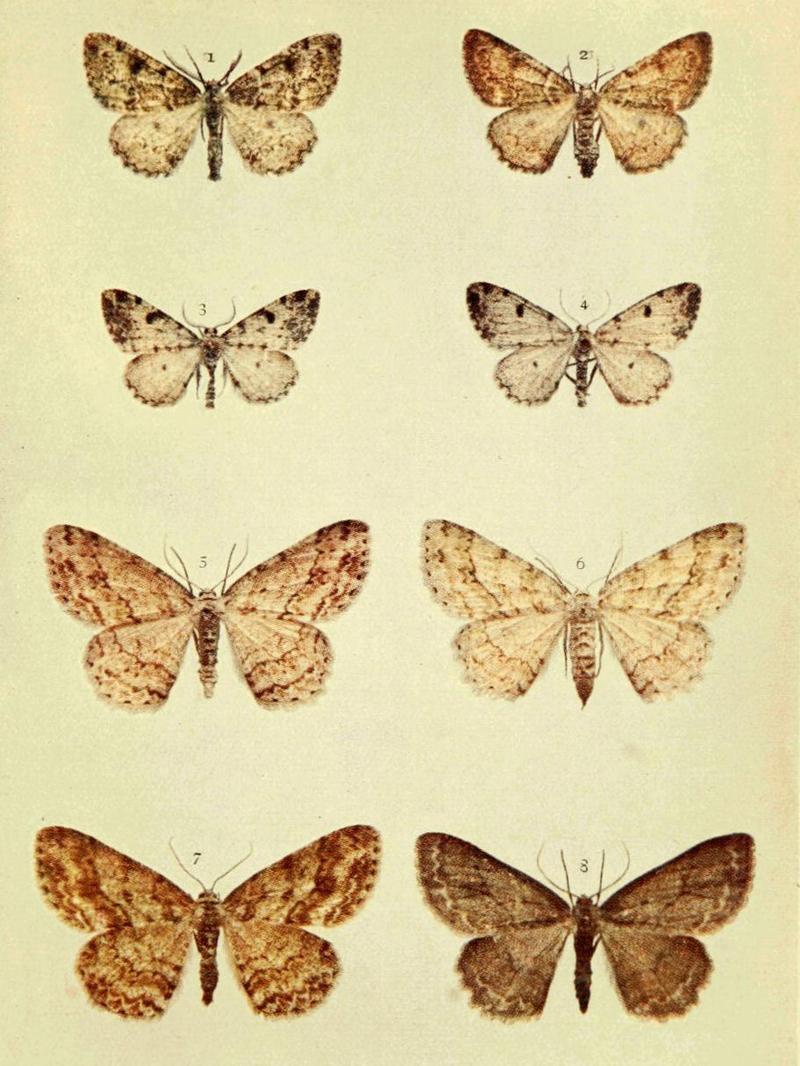 Moths of the British Isles Series2 Plate136