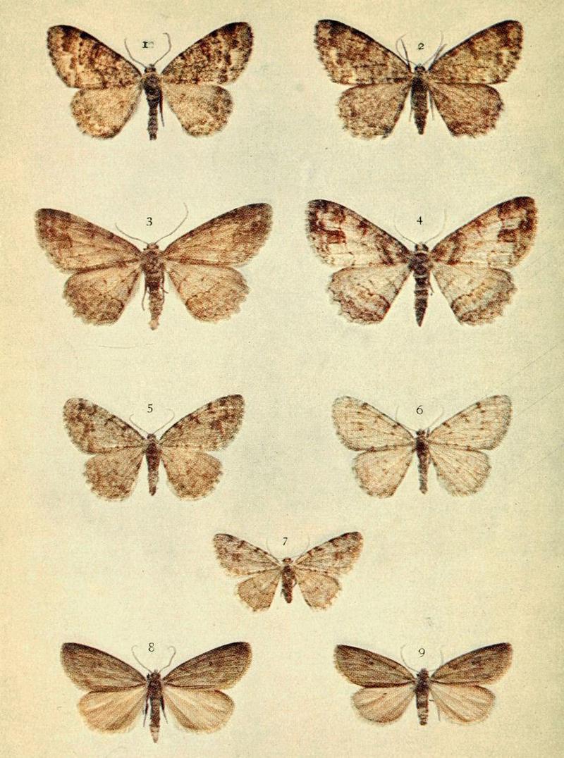 Moths of the British Isles Series2 Plate137
