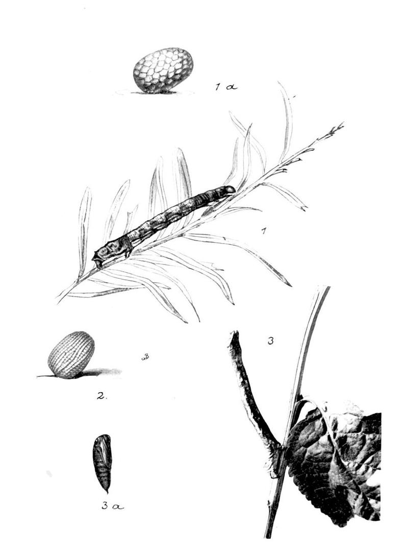 Moths of the British Isles Series2 Plate138