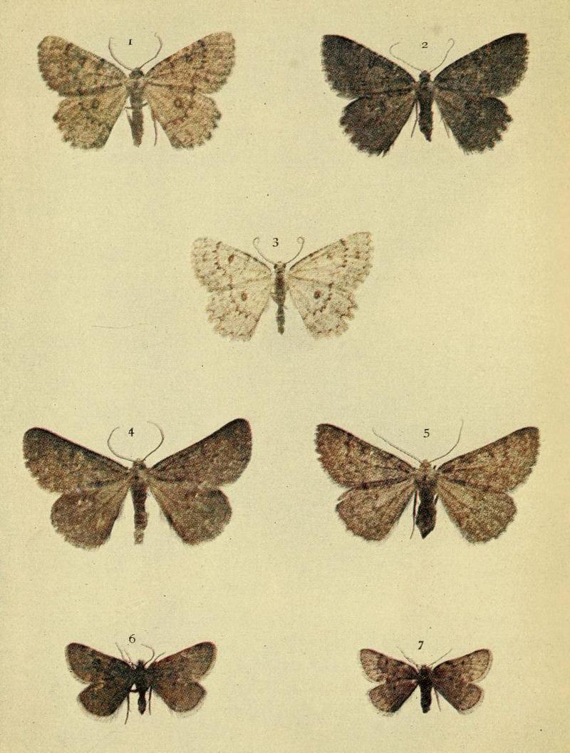 Moths of the British Isles Series2 Plate139