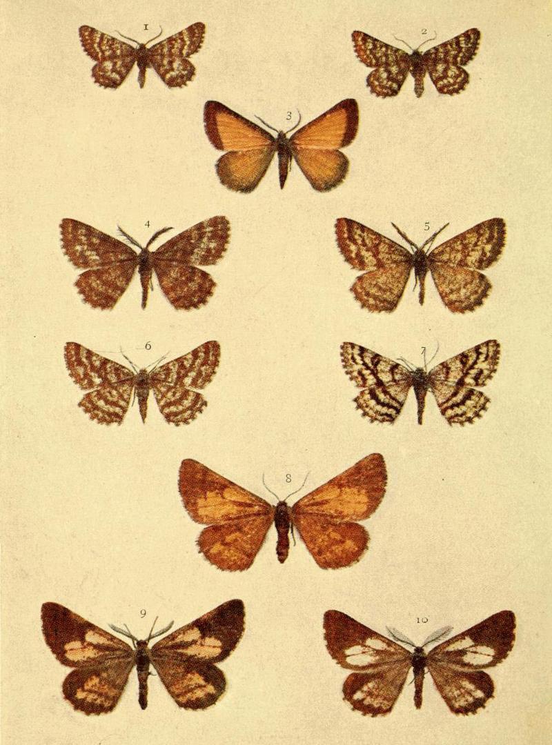 Moths of the British Isles Series2 Plate141