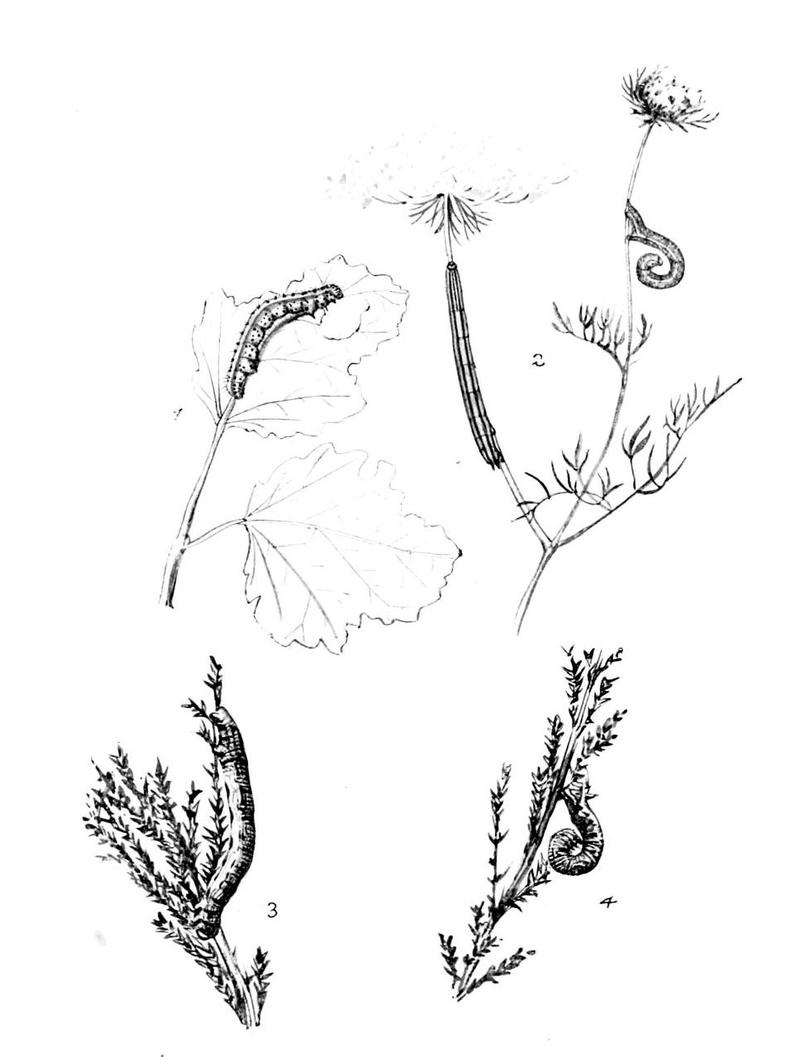 Moths of the British Isles Series2 Plate142