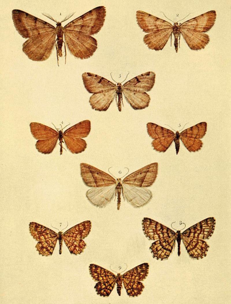 Moths of the British Isles Series2 Plate143