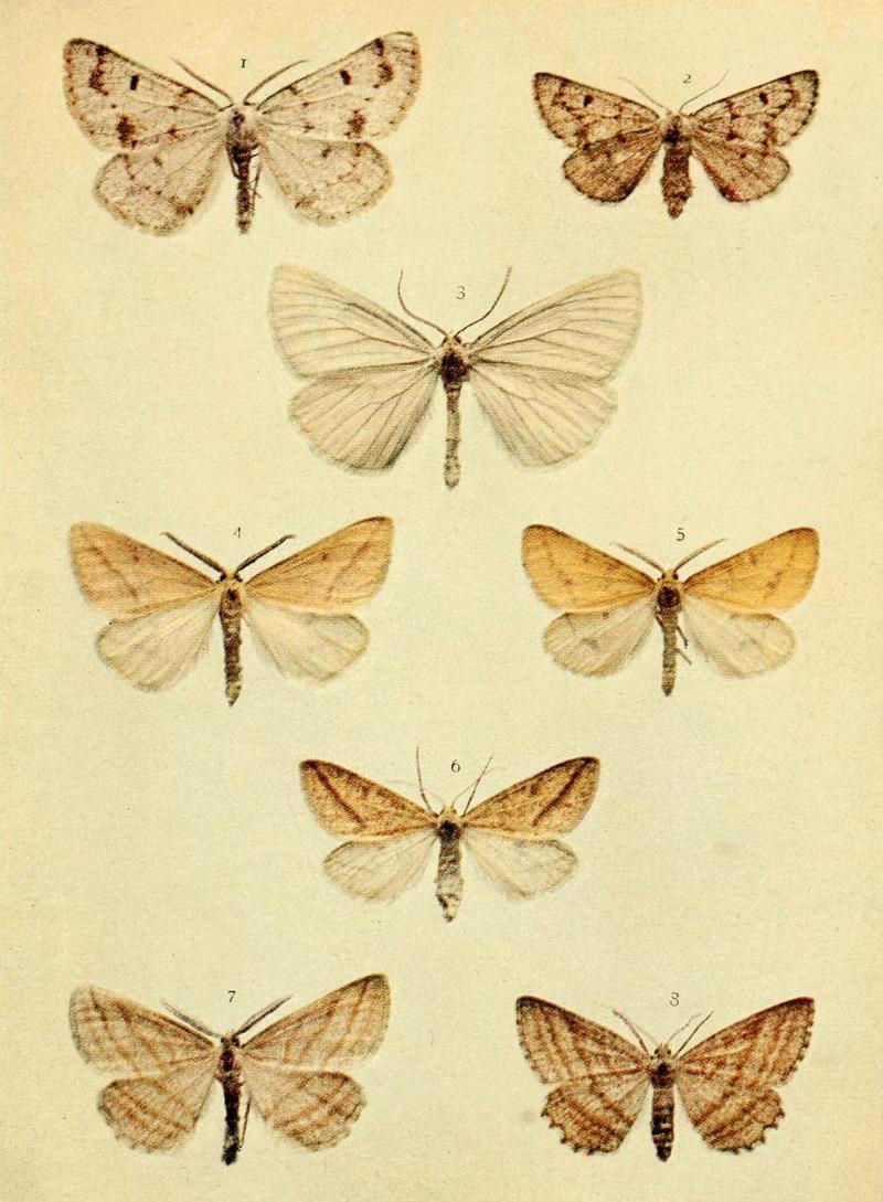 Moths of the British Isles Series2 Plate144