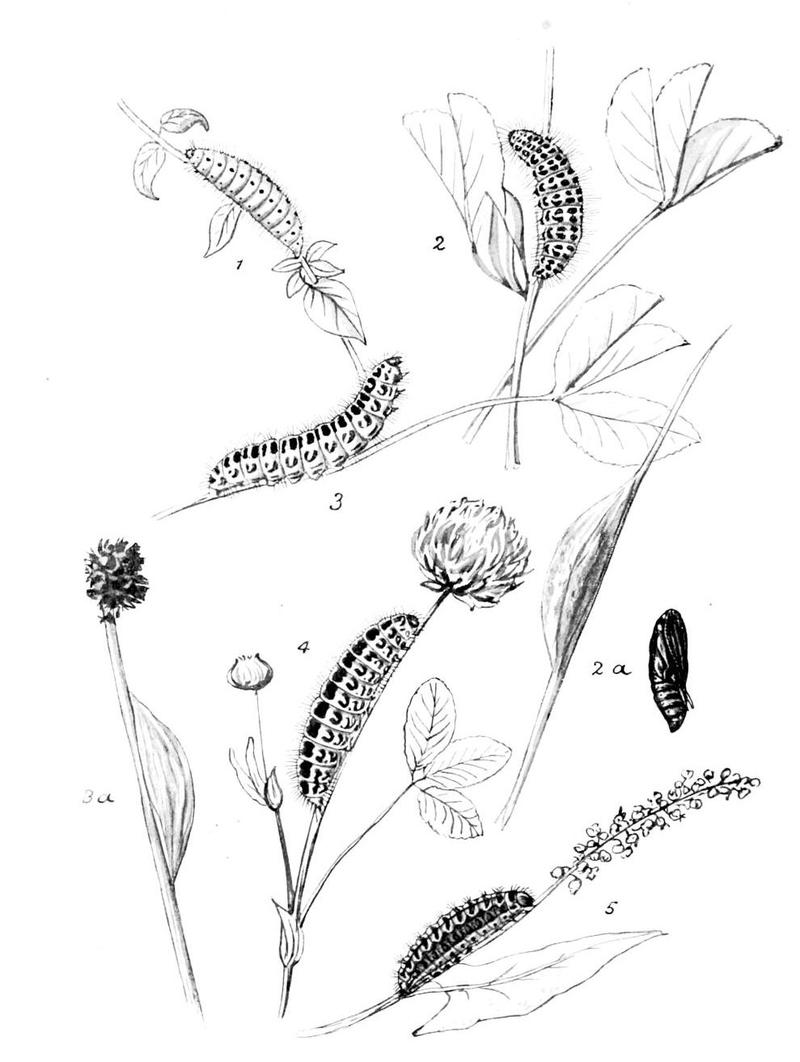 Moths of the British Isles Series2 Plate145
