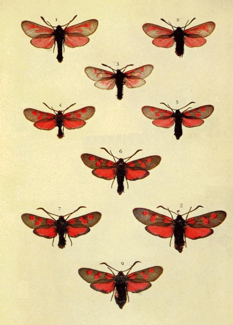Moths of the British Isles Series2 Plate146