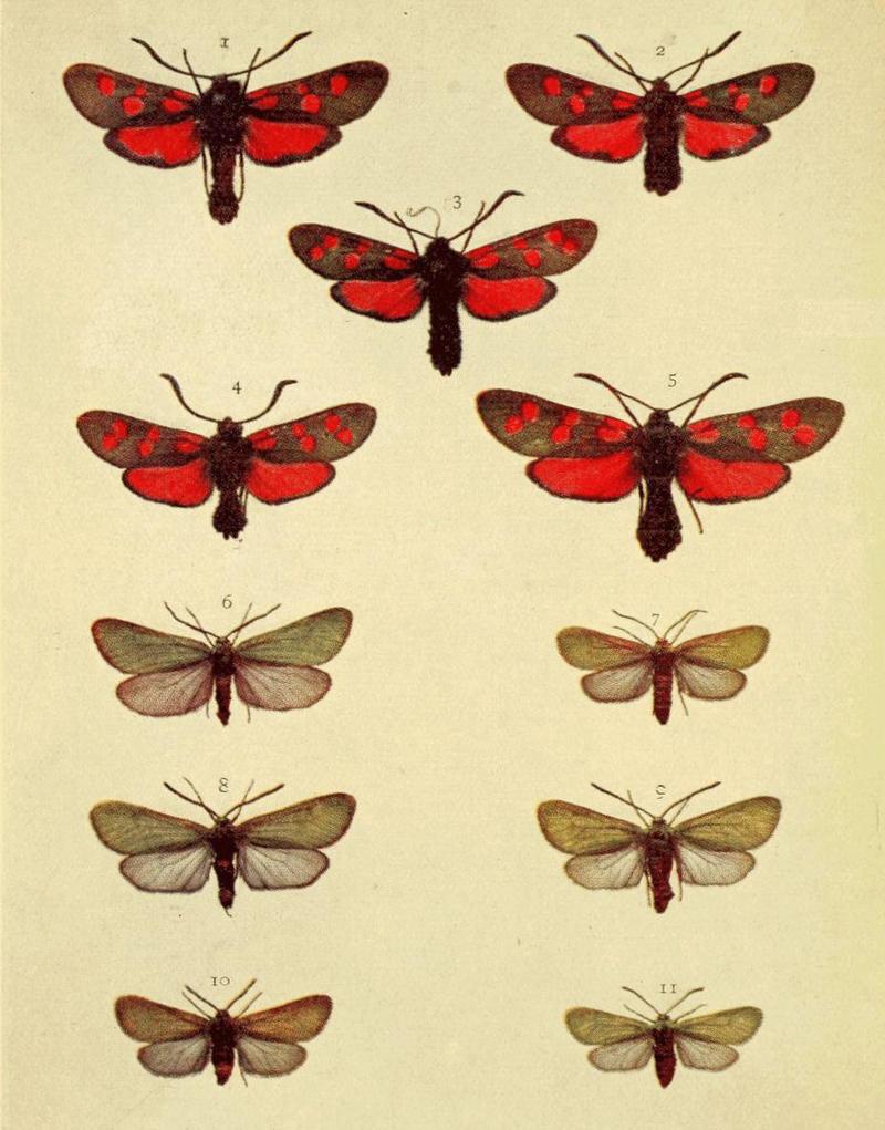 Moths of the British Isles Series2 Plate147