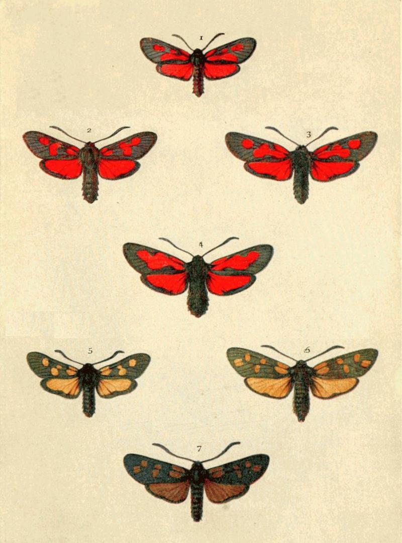 Moths of the British Isles Series2 Plate148