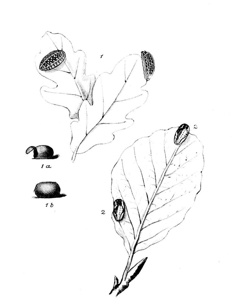 Moths of the British Isles Series2 Plate149