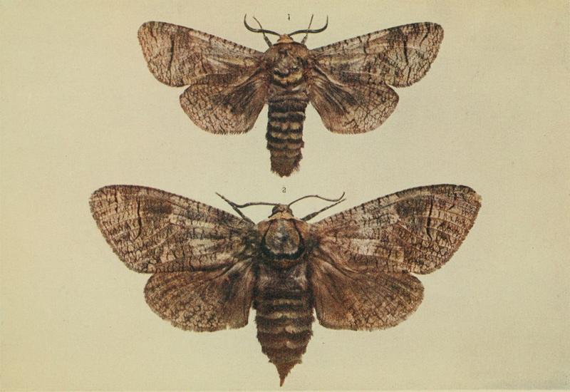 Moths of the British Isles Series2 Plate150