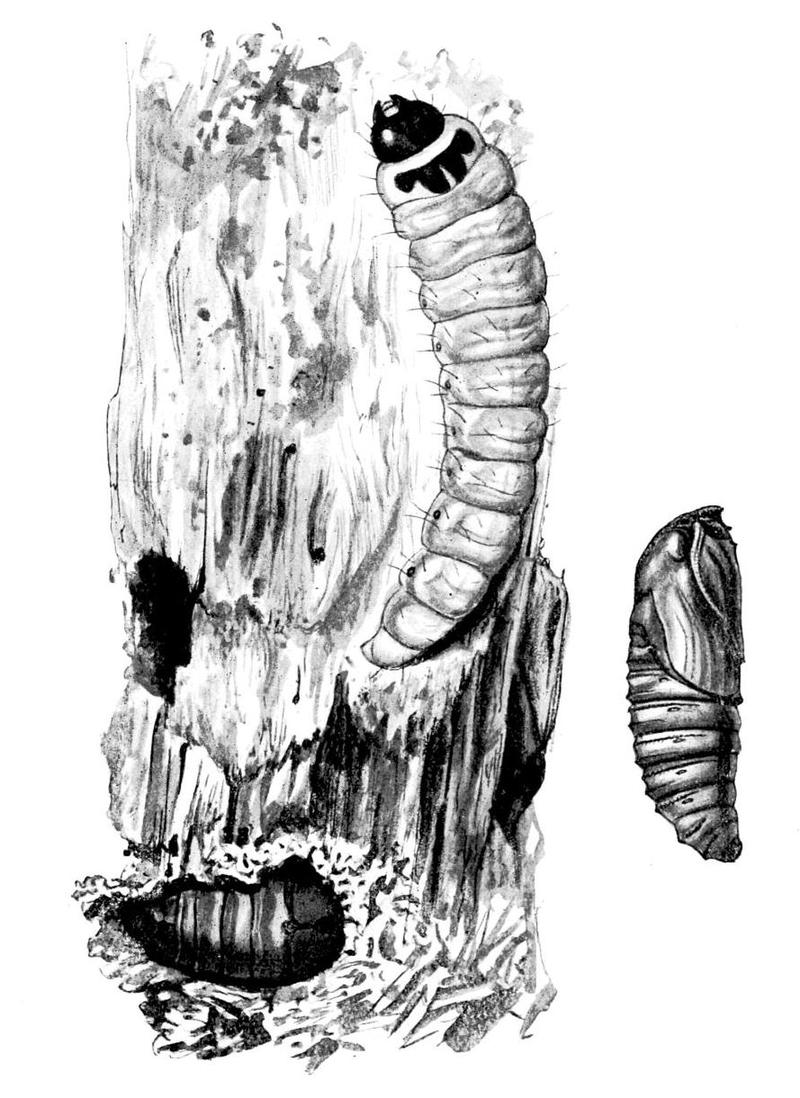 Moths of the British Isles Series2 Plate151