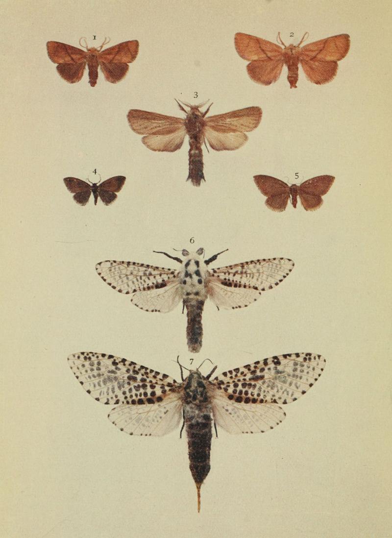 Moths of the British Isles Series2 Plate153