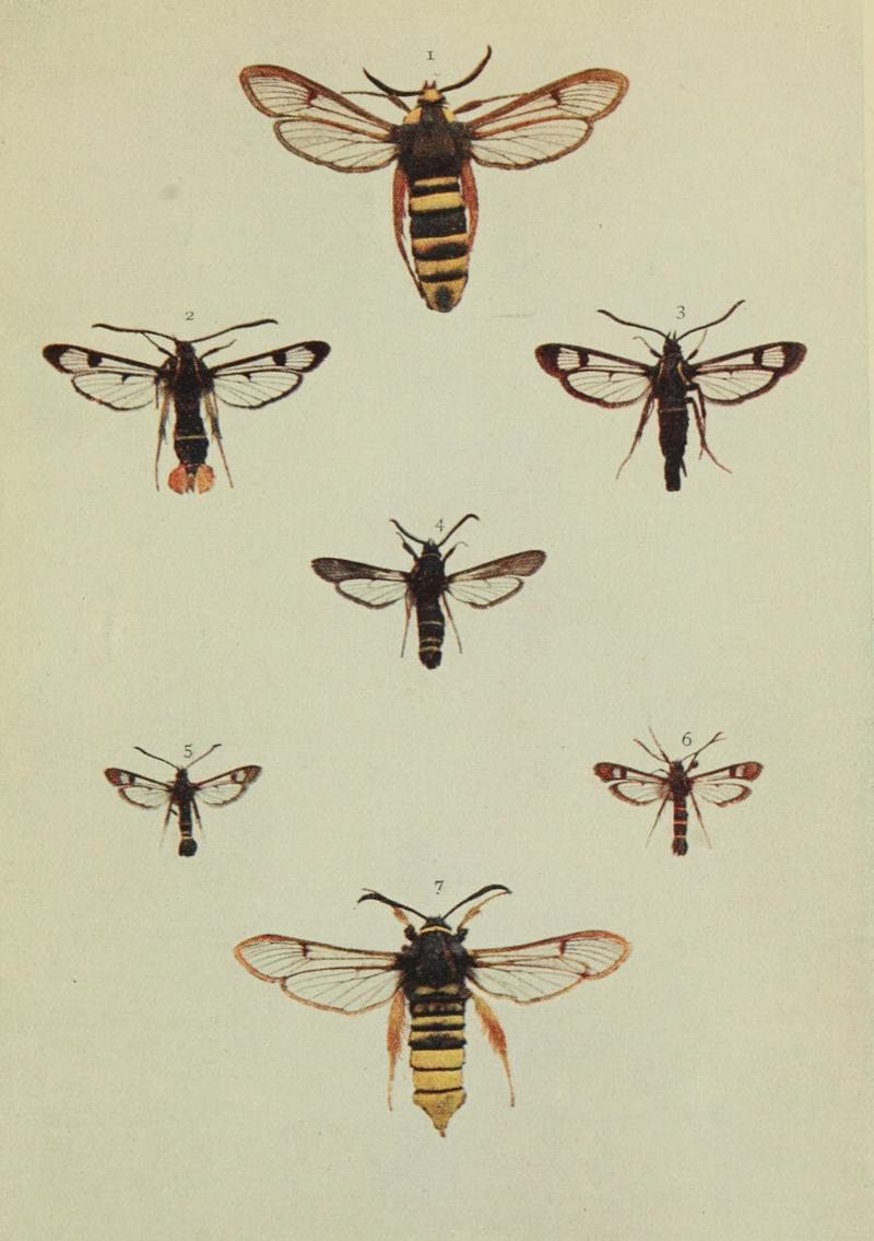 Moths of the British Isles Series2 Plate154