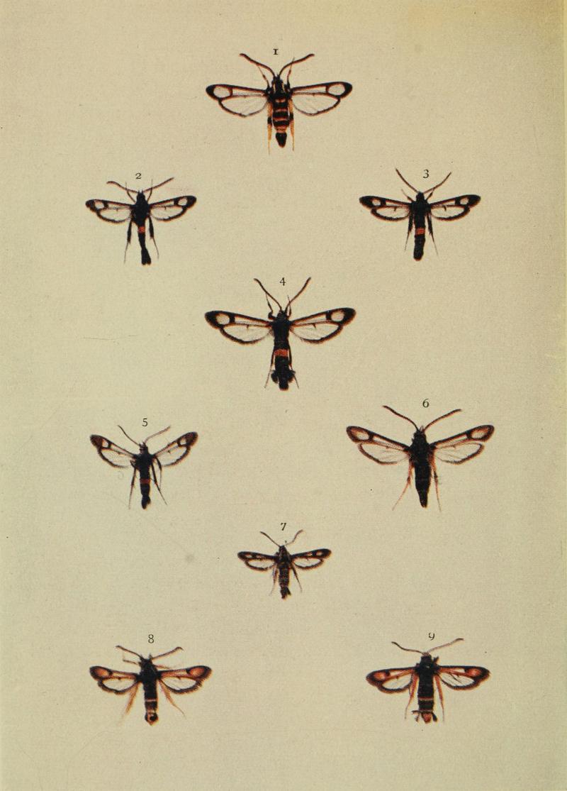 Moths of the British Isles Series2 Plate155