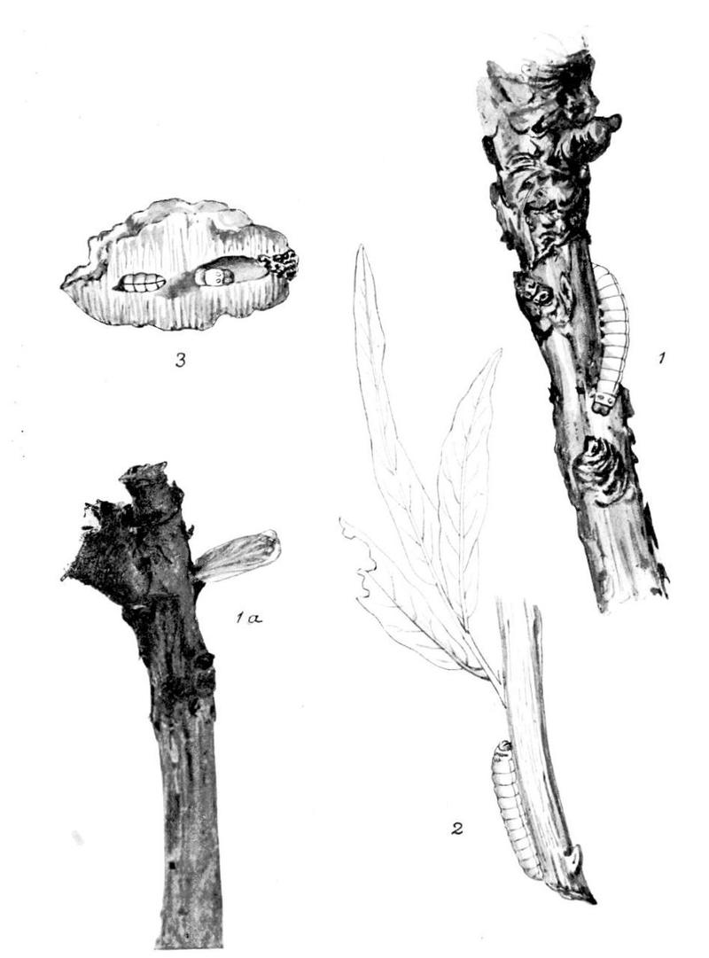 Moths of the British Isles Series2 Plate156