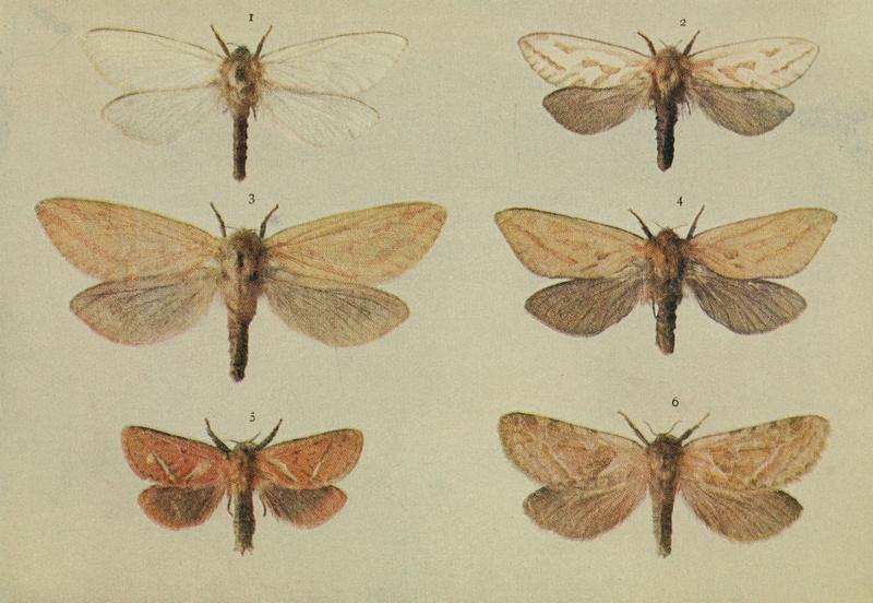 Moths of the British Isles Series2 Plate157