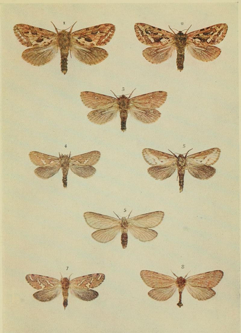 Moths of the British Isles Series2 Plate158