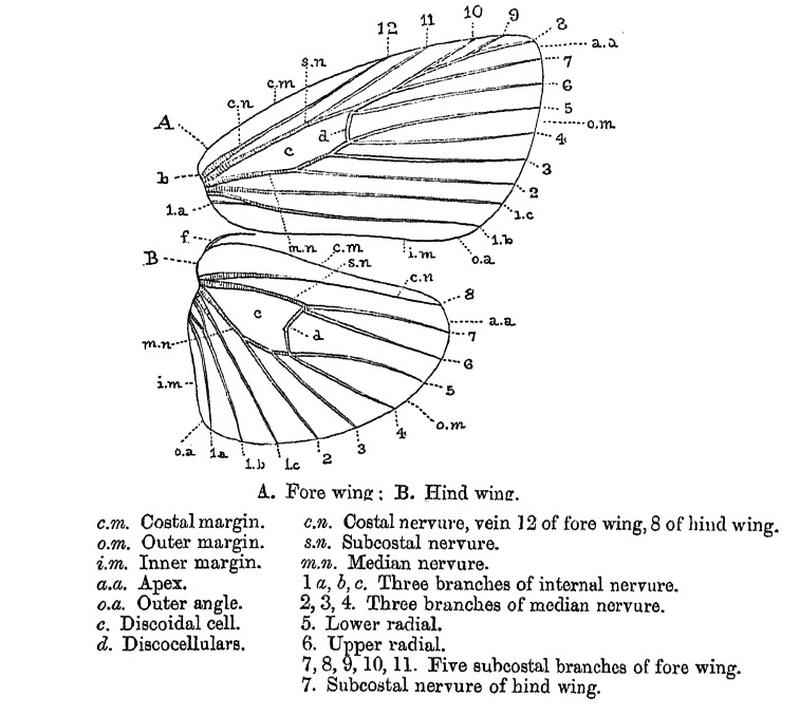 Mothvenation hampson