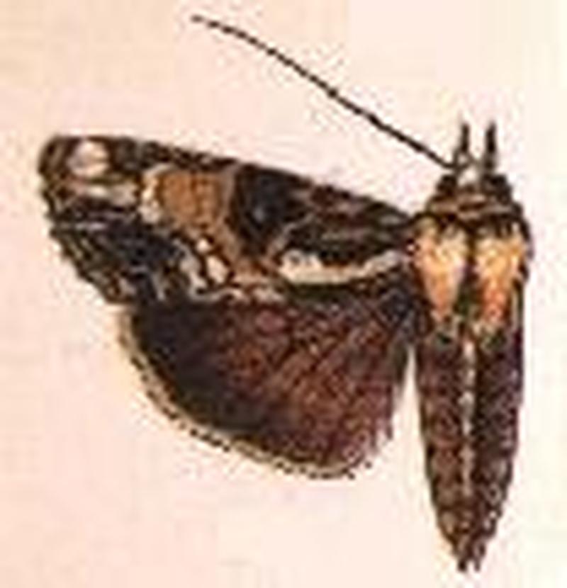Mugusa olivaria