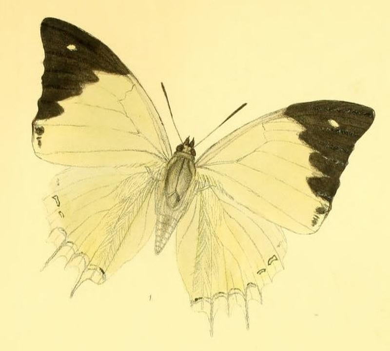 MurwaredaDelphis190 1