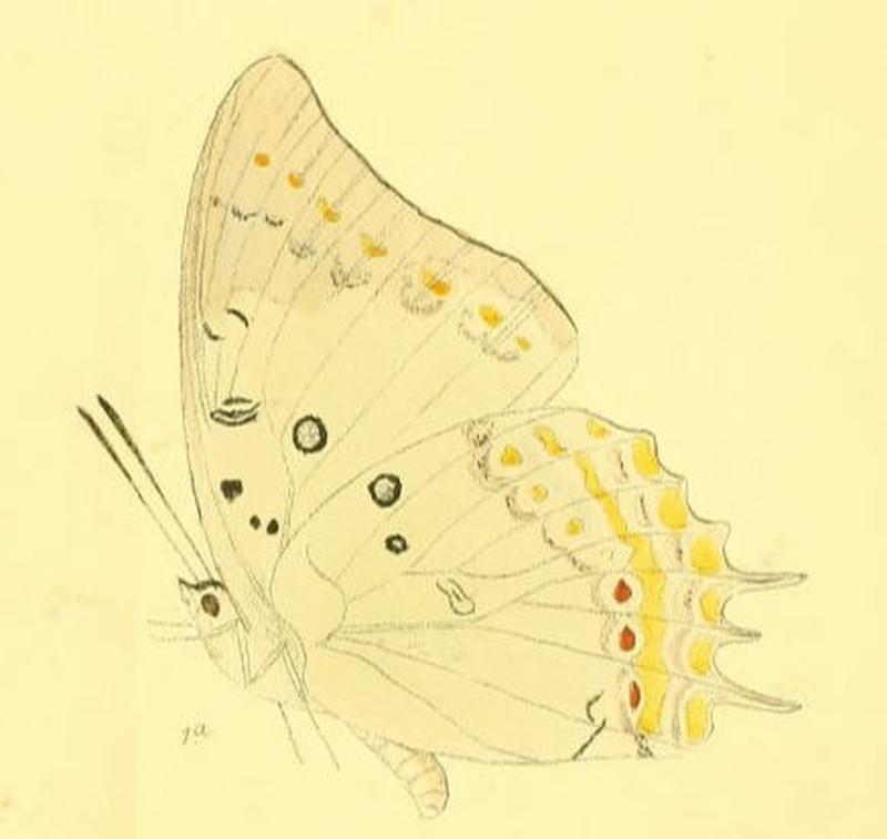 MurwaredaDelphis190 1a