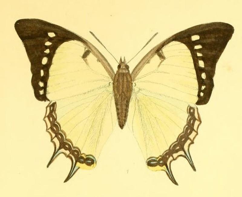 MurwaredaDolon189 1