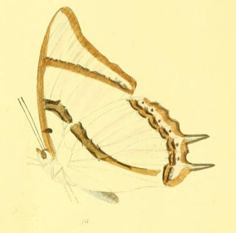 MurwaredaDolon189 1a