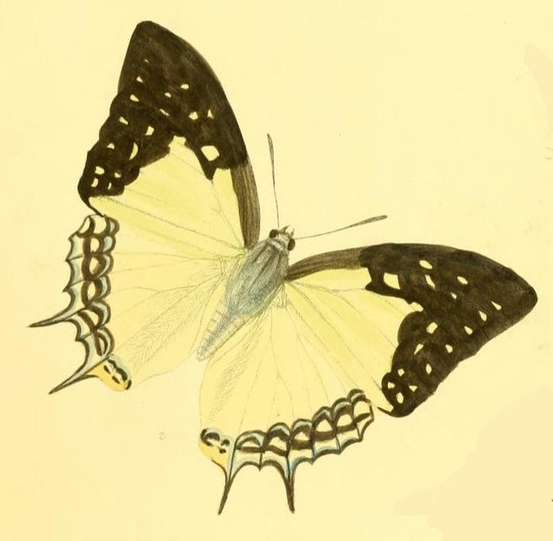 MurwaredaEudamippus189 2