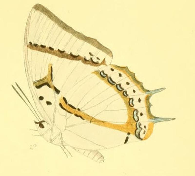 MurwaredaEudamippus189 2a