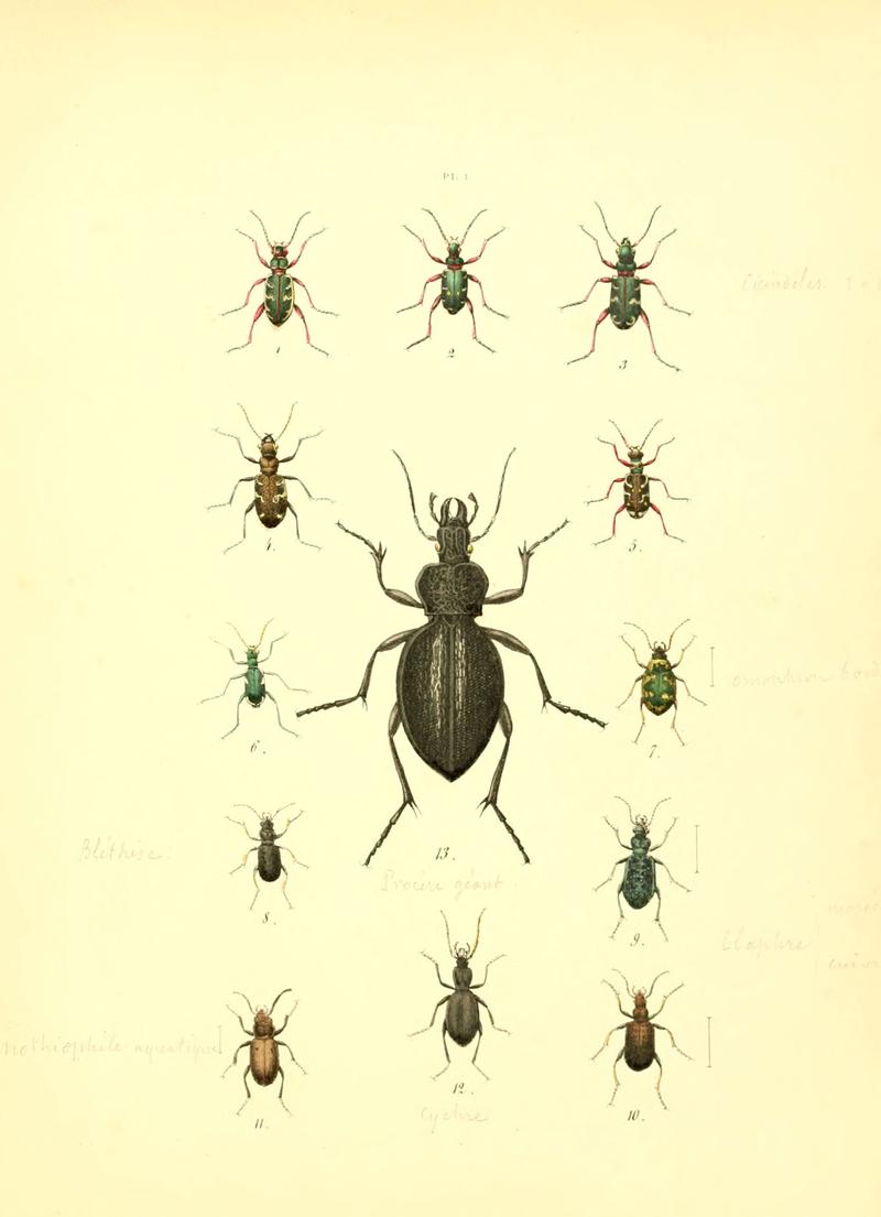 Musée entomologique illustré (6008153673)