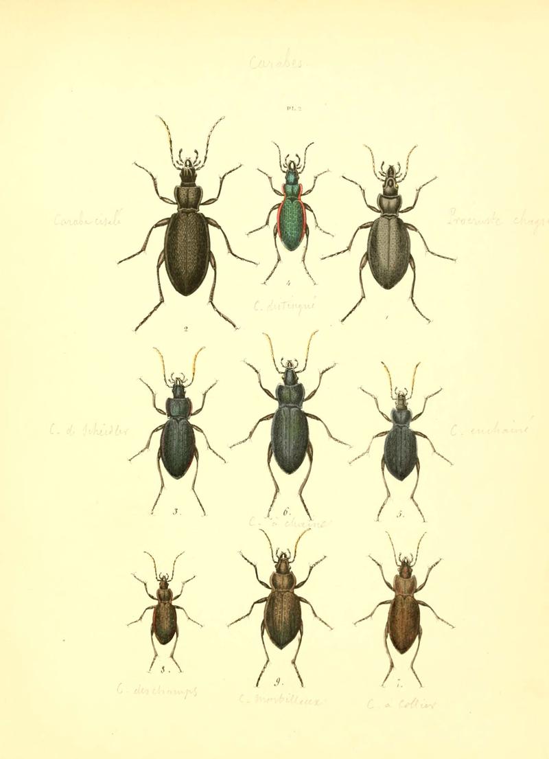 Musée entomologique illustré (6008153935)