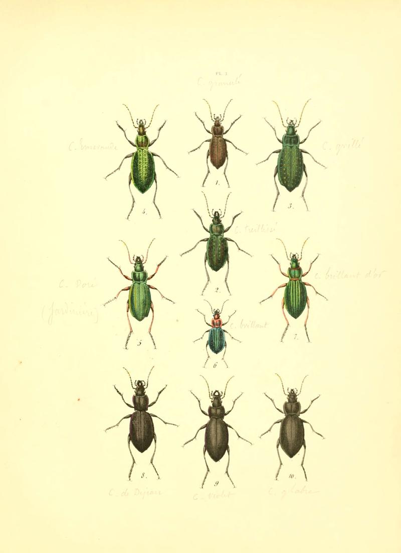 Musée entomologique illustré (6008154079)